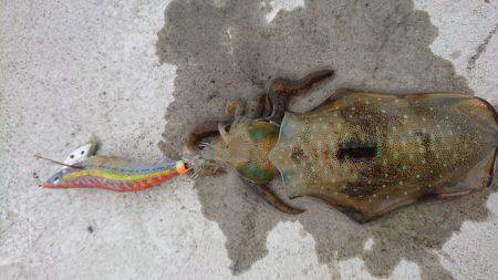 今季初エギング