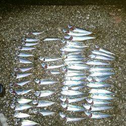 貝塚人工島 サバの回遊