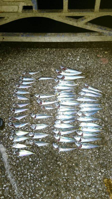 貝塚人工島 サバの回遊