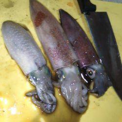 ケンサキ殲滅作戦