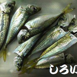 香住飲ませ釣り。