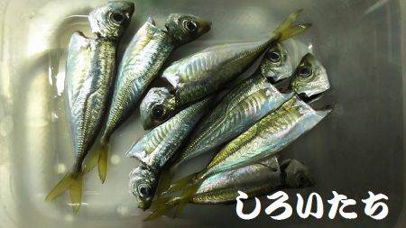 香住飲ませ釣り。