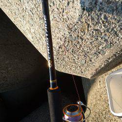 青物を求めて〜!!