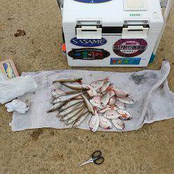 洲本砂場でキス狙い