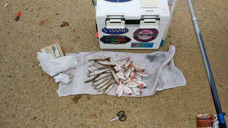 洲本砂場でキス狙い