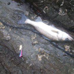 ロックフィッシュ