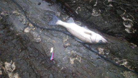 ロックフィッシュ