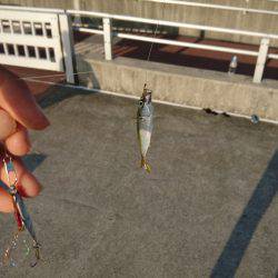 タチウオとアジ