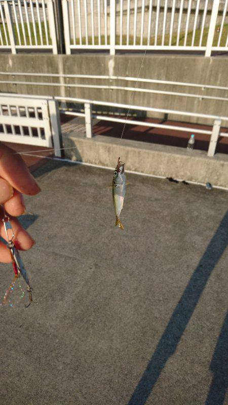 タチウオとアジ