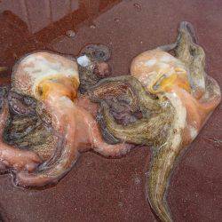 アジ タコ ジグサビキ