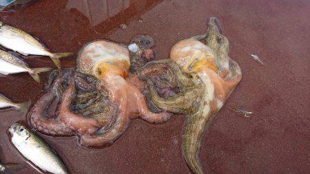 アジ タコ ジグサビキ