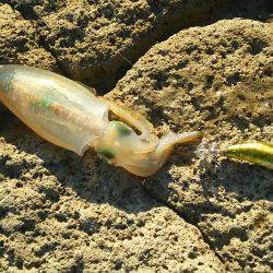 エギング丹後エリアまだまだ小型です