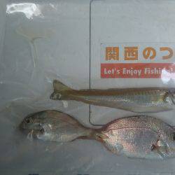 キス釣り、アジ釣り