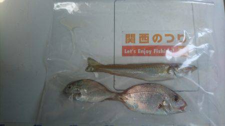 キス釣り、アジ釣り