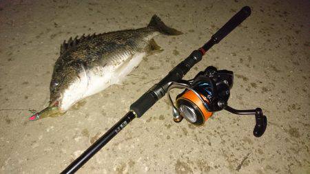 またまたキビレ…