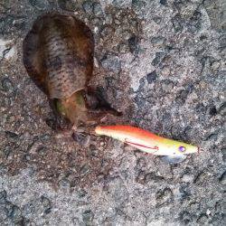 Teamゲッソー調査隊長