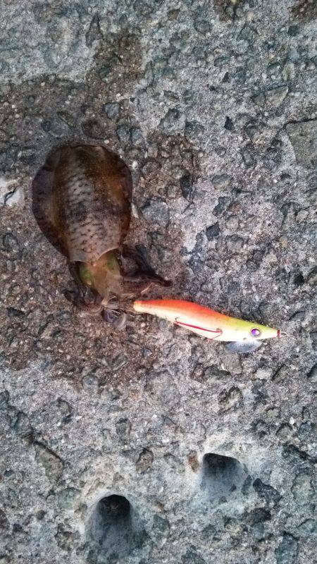 Teamゲッソー調査隊長