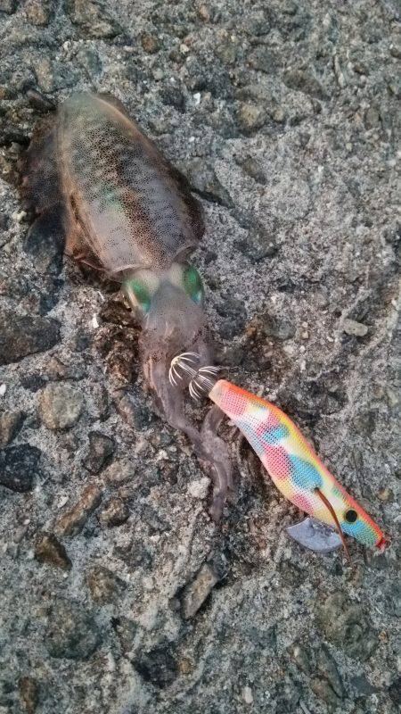 team\'ゲッソー調査部隊