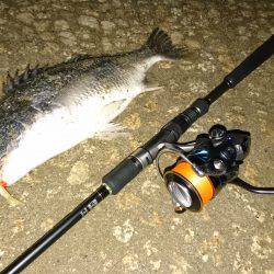 シーバス狙いが…