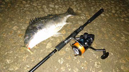 シーバス狙いが…