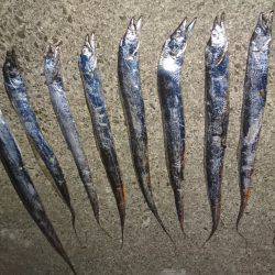 タチウオ好調！