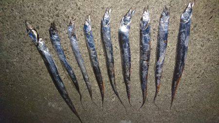 タチウオ好調！