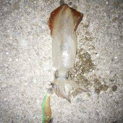 ケンサキ&アオリの新子