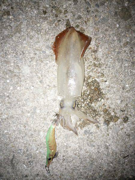 ケンサキ&アオリの新子