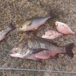 かご釣り&飲ませ釣り
