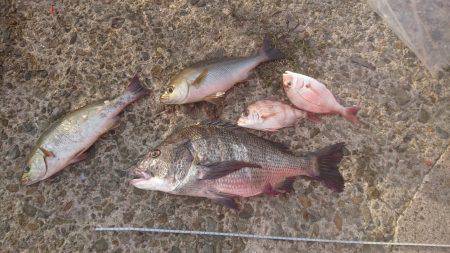 かご釣り＆飲ませ釣り
