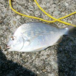 連日とはいかず…