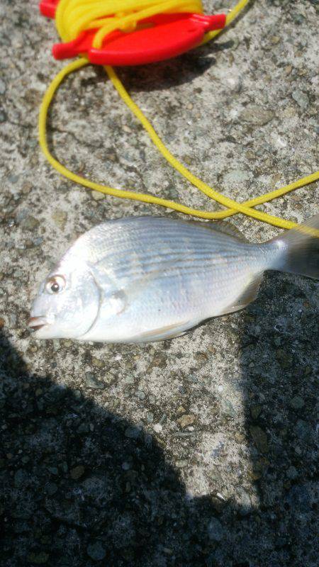 連日とはいかず…