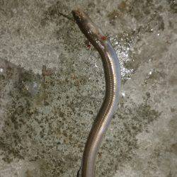 狙い通りだが…