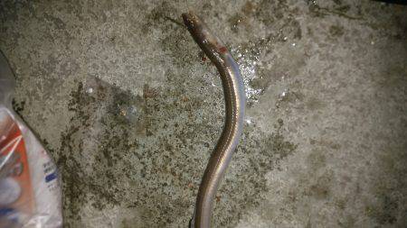 狙い通りだが…