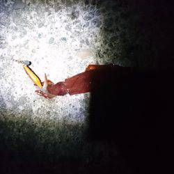 ケンサキリベンジ