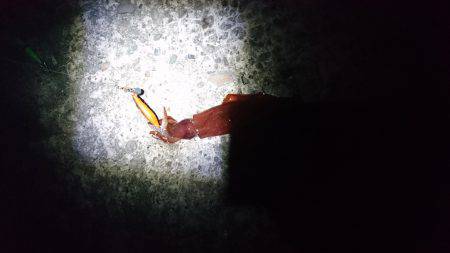 ケンサキリベンジ