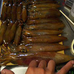 ライトエギング