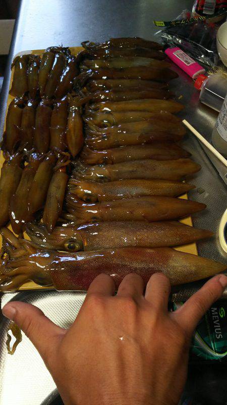 ライトエギング