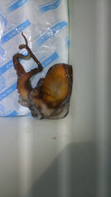 タコしか釣れない