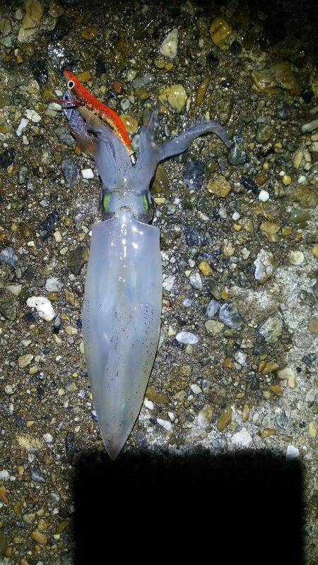 エギング ジギング