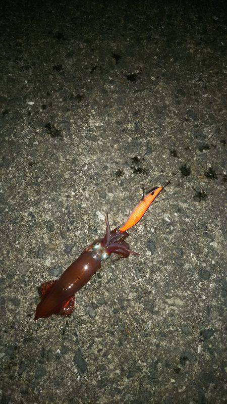 ケンサキイカ☆