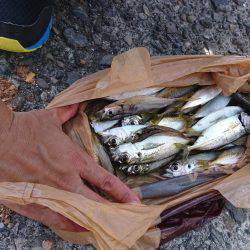 岩屋一文字 ふかせ釣り