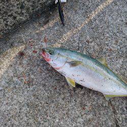 ツバスルアー釣り