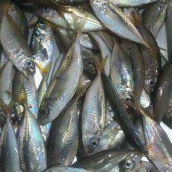 アジサビキ釣り