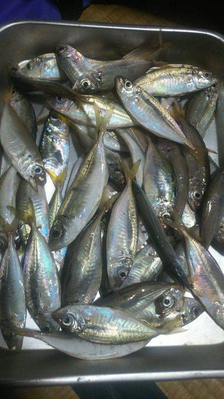 アジサビキ釣り