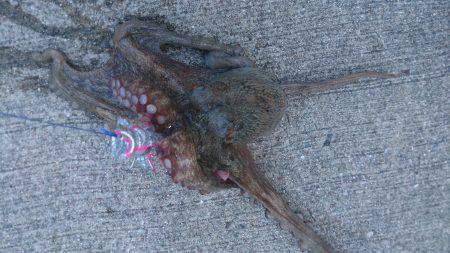 またマッチョなやつに