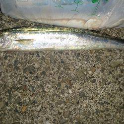 群れがガサガサ