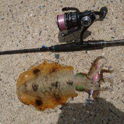 仕事で五島エギング