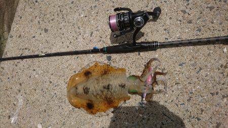 仕事で五島エギング