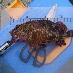 ショアジギング